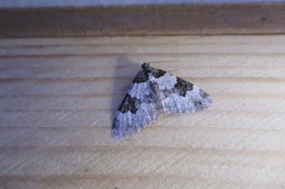 <i>Xanthorhoe fluctuata</i>