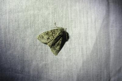 <i>Acronicta rumicis</i>