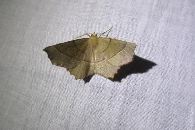 <i>Gerinia honoraria</i>