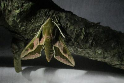 <i>Hyles euphorbiae</i>