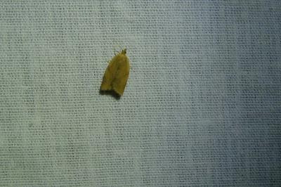 <i>Clepsis consimilana</i>