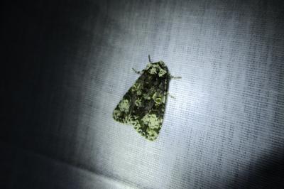 <i>Craniophora ligustri</i>