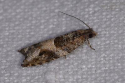 <i>Rhopobota naevana</i>