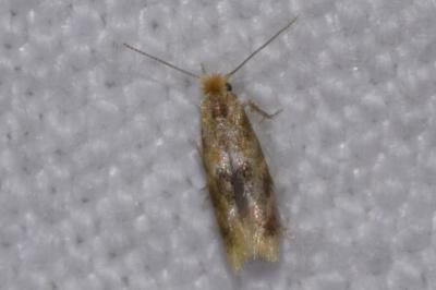 <i>Bucculatrix ulmella</i>