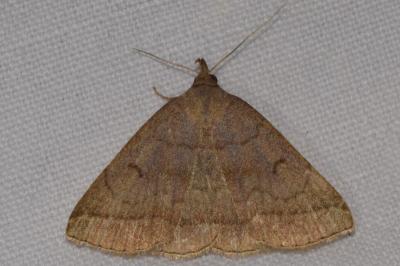<i>Zanclognatha lunalis</i>