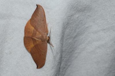 <i>Watsonalla binaria</i>