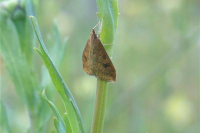 <i>Udea ferrugalis</i>