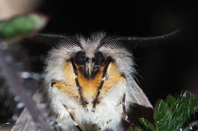 <i>Diaphora mendica</i>