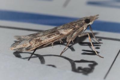 <i>Eudonia angustea</i>
