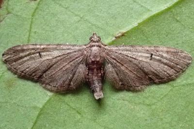<i>Eupithecia innotata</i>