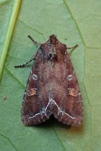 <i>Lacanobia oleracea</i>