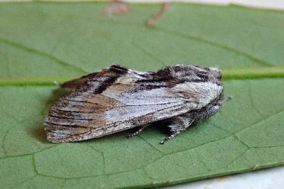 <i>Harpyia milhauseri</i>