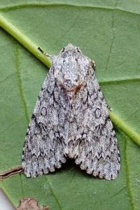 <i>Acronicta aceris</i>