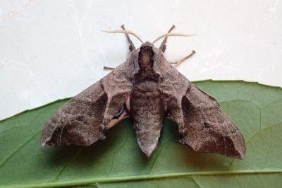 <i>Smerinthus ocellatus</i>