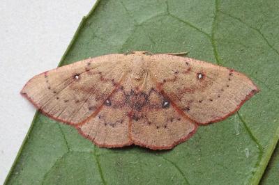 <i>Cyclophora puppillaria</i>