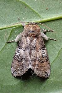 <i>Tethea ocularis</i>