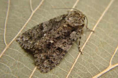 <i>Acronicta rumicis</i>