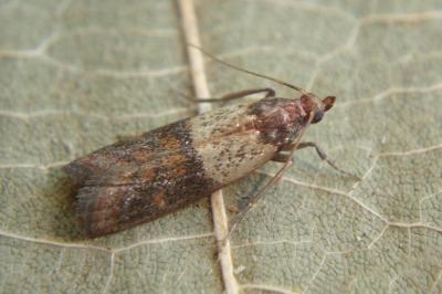 <i>Plodia interpunctella</i>