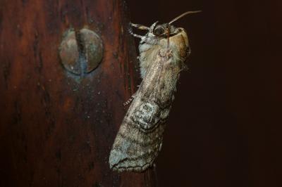 <i>Tethea ocularis</i>