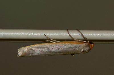 <i>Eilema caniola</i>