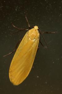 <i>Wittia sororcula</i>