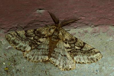 <i>Lycia hirtaria</i>
