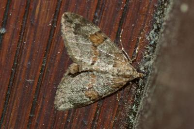<i>Thera obeliscata</i>