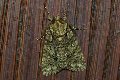 <i>Acronicta rumicis</i>