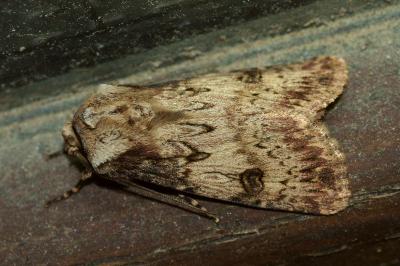 <i>Agrotis puta</i>