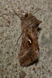 <i>Autographa gamma</i>