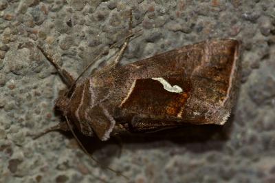 <i>Macdunnoughia confusa</i>