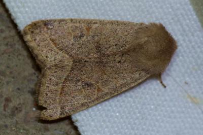 <i>Orthosia cerasi</i>