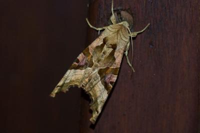 <i>Phlogophora meticulosa</i>