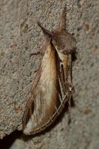 <i>Pheosia tremula</i>