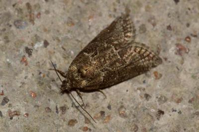 <i>Cnephasia</i>