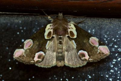 <i>Thyatira batis</i>