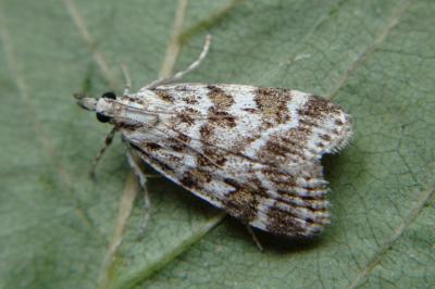 <i>Scoparia</i>