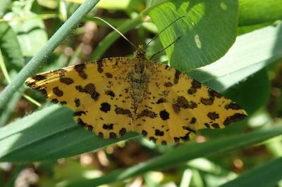 <i>Pseudopanthera macularia</i>