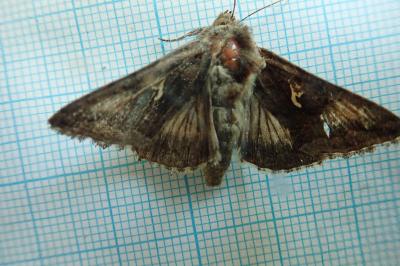 <i>Autographa gamma</i>