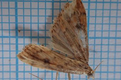 <i>Udea ferrugalis</i>