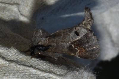 <i>Clostera anachoreta</i>