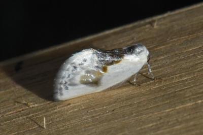 <i>Cilix glaucata</i>