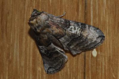 <i>Tethea ocularis</i>