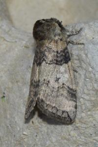 <i>Tethea or</i>
