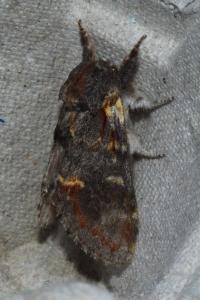 <i>Notodonta dromedarius</i>