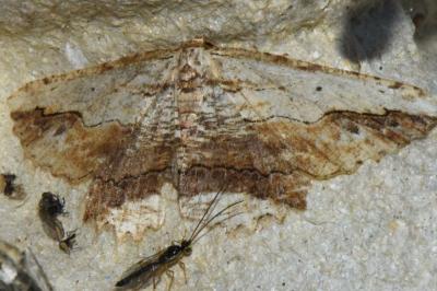 <i>Menophra abruptaria</i>