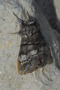 <i>Drymonia ruficornis</i>