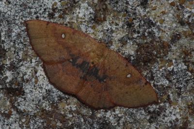 <i>Cyclophora puppillaria</i>