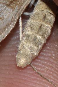 <i>Aplocera efformata</i>