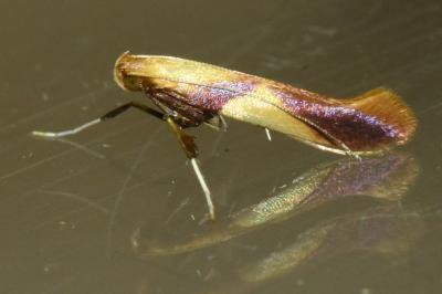 <i>Caloptilia robustella</i>